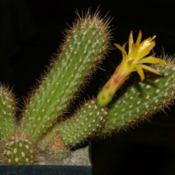 Matucana aurantiaca subsp. fruticosa