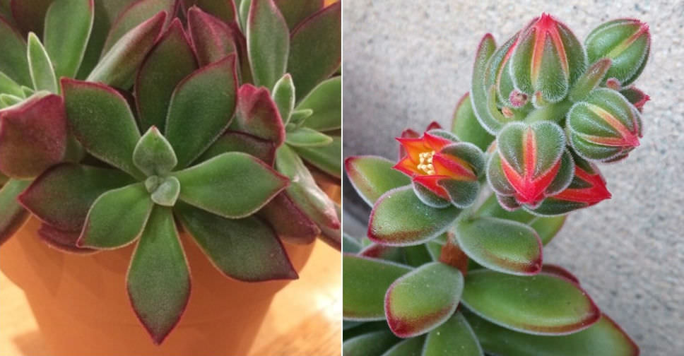 sunny succulents plush