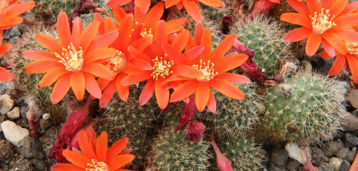 Beautiful Rebutia donaldiana cactus cacti succulent live plant 