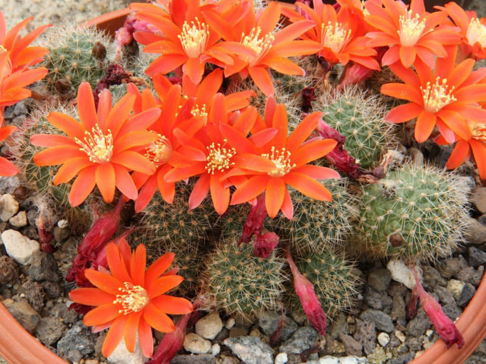 Rebutia fiebrigii (Orange Crown Cactus)