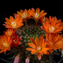 Rebutia fiebrigii (Orange Crown Cactus)