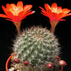 Rebutia fiebrigii (Orange Crown Cactus)