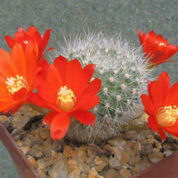 Rebutia fiebrigii (Orange Crown Cactus)