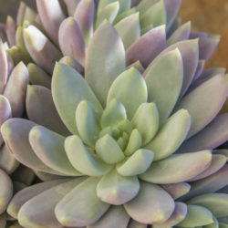 ×Sedeveria 'Lilac Mist'
