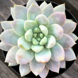 ×Sedeveria 'Lilac Mist'