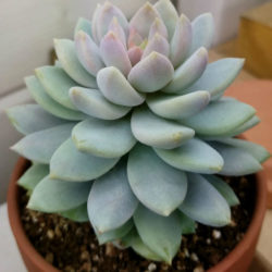 ×Sedeveria 'Lilac Mist'