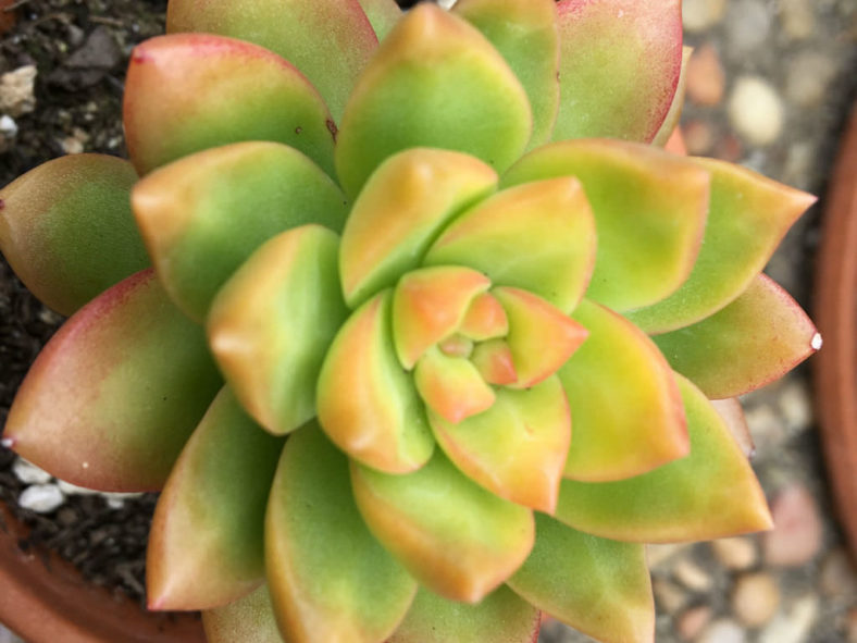 Sedum adolphi 'Lime Gold' (Golden Sedum)