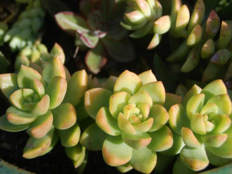 Sedum adolphi 'Lime Gold' (Golden Sedum)