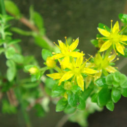 Sedum bulbiferum