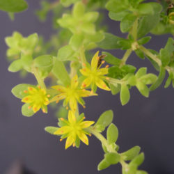 Sedum bulbiferum