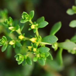 Sedum bulbiferum