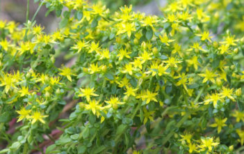 Sedum bulbiferum Sedum bulbiferum