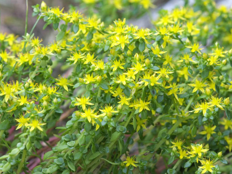 Sedum bulbiferum