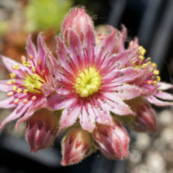 Sempervivum 'Windstille'
