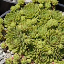 Sempervivum 'Windstille'