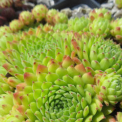 Sempervivum 'Windstille'
