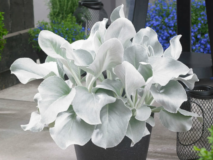 Senecio candicans 'Angel Wings'