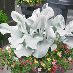 Senecio candicans 'Angel Wings'