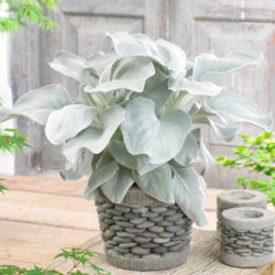 Senecio candicans 'Angel Wings'