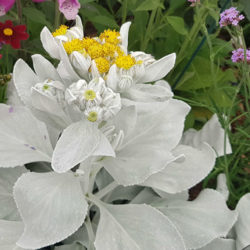 Senecio candicans 'Angel Wings'