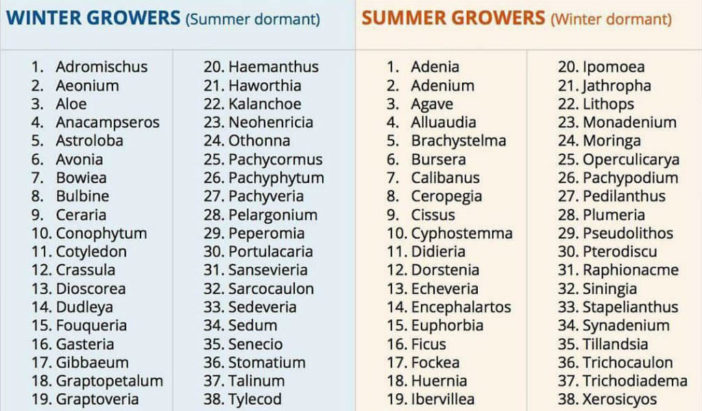 What You Need to Know About Succulent Dormancy - World of Succulents