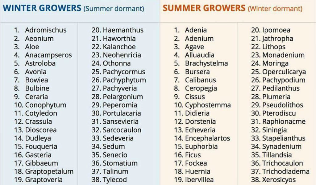 What You Need to Know About Succulent Dormancy World of Succulents