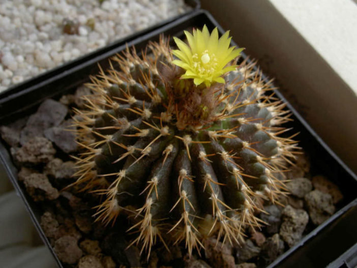 Uebelmannia buiningii