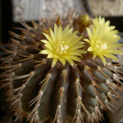 Uebelmannia buiningii