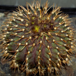 Uebelmannia buiningii