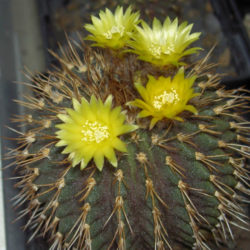 Uebelmannia buiningii