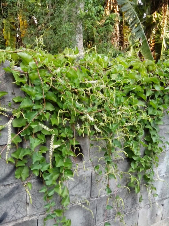 Anredera cordifolia (Madeira Vine)