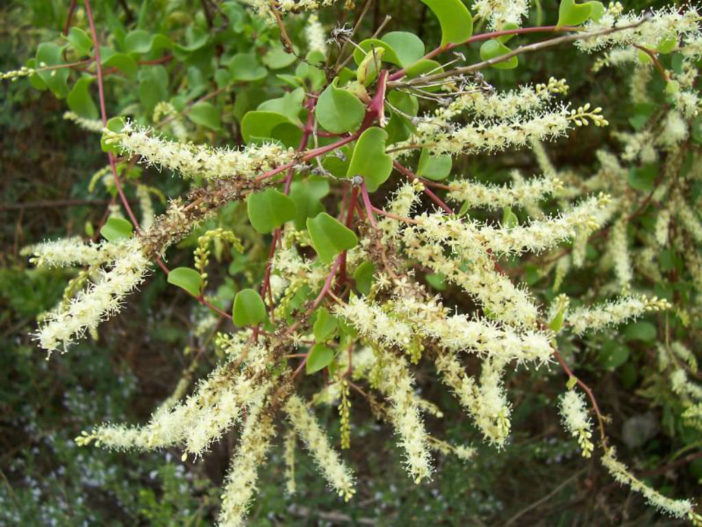 Anredera cordifolia (Madeira Vine)