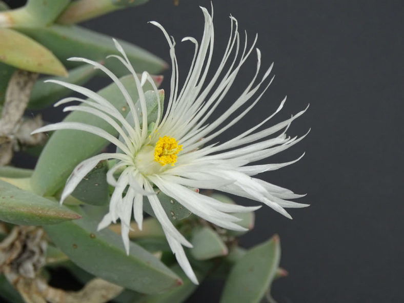 Astridia velutina