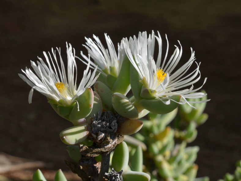 Astridia velutina