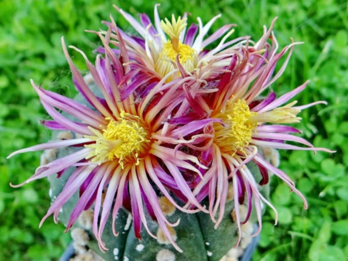 Astrophytum asterias 'Shinshowa Red'