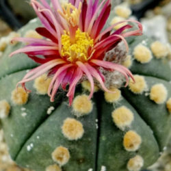 Astrophytum asterias 'Shinshowa Red'