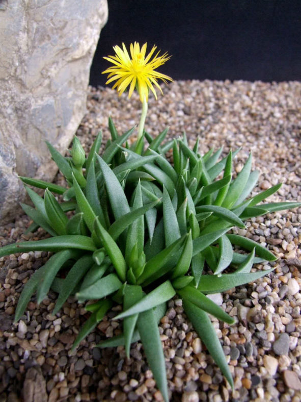 Bergeranthus concavus
