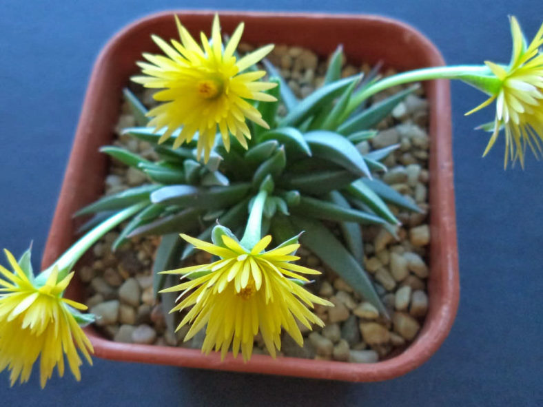 Bergeranthus concavus