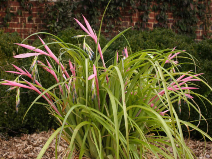 Billbergia nutans (Queen's Tears)