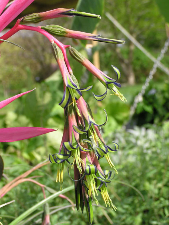 Billbergia nutans (Queen's Tears)