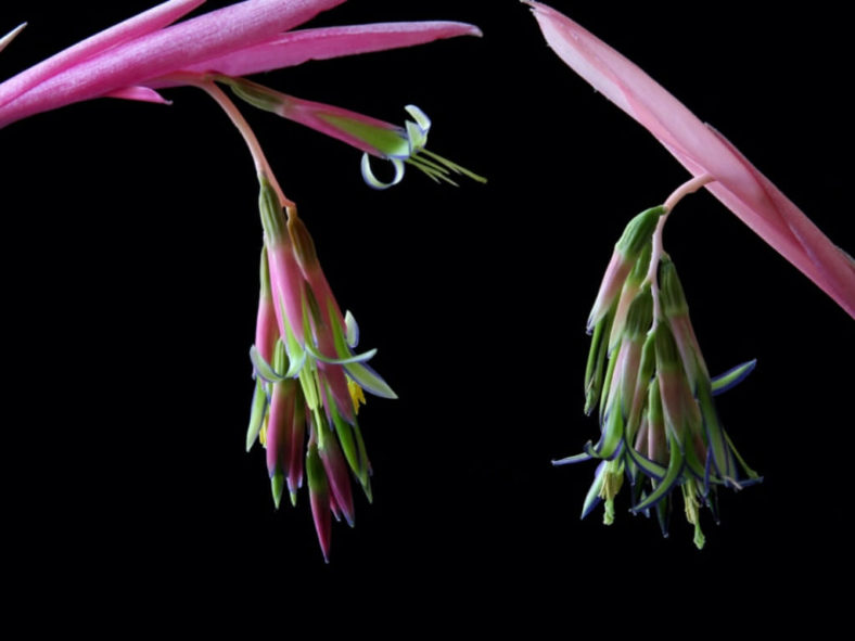 Billbergia nutans (Queen's Tears)