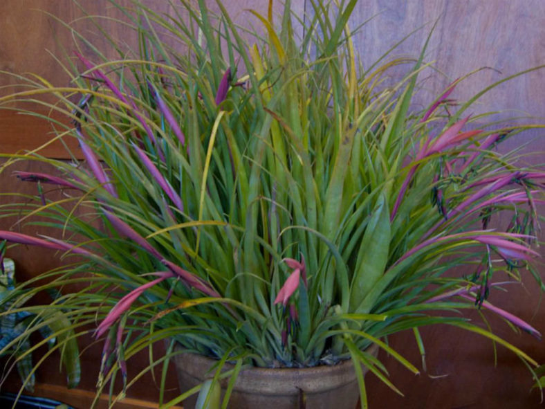 Billbergia nutans (Queen's Tears)