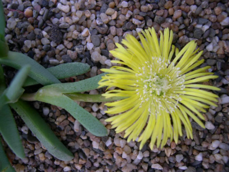 Cheiridopsis rostrata
