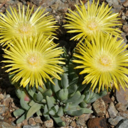 Cheiridopsis rostrata - World of Succulents