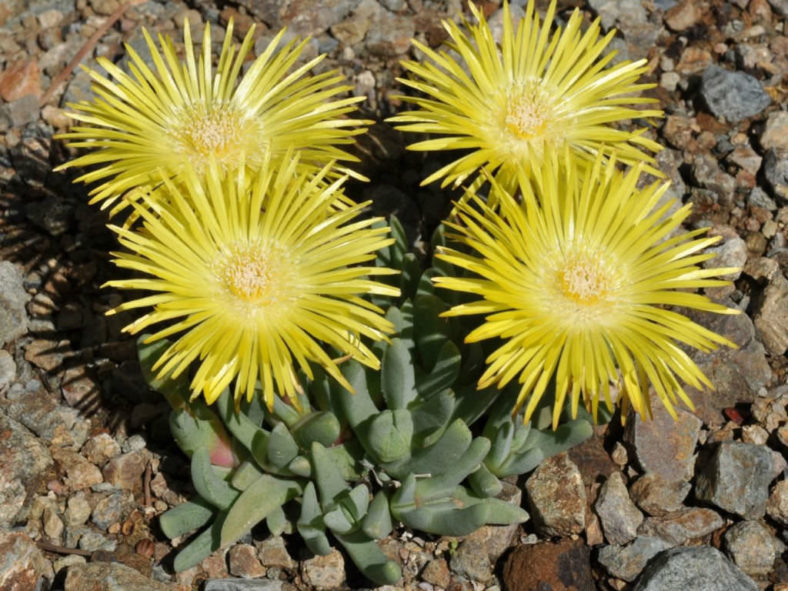 Cheiridopsis rostrata
