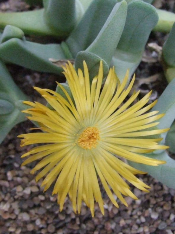 Cheiridopsis rostrata