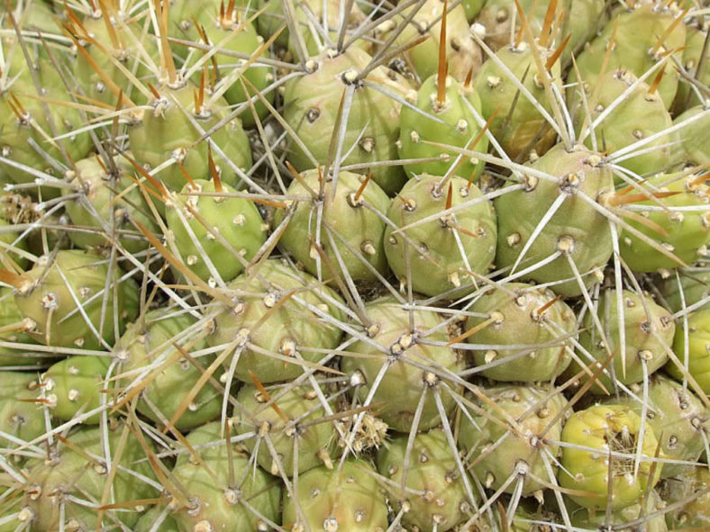 Cumulopuntia boliviana