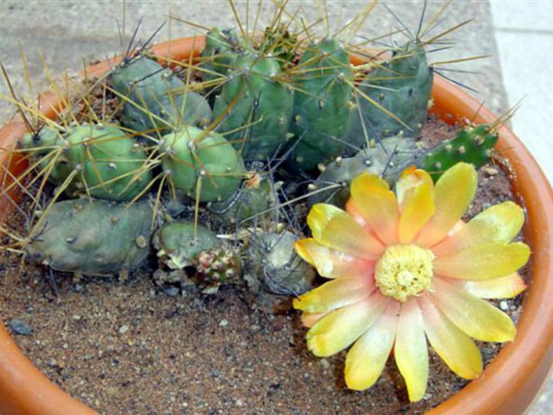 Cumulopuntia boliviana