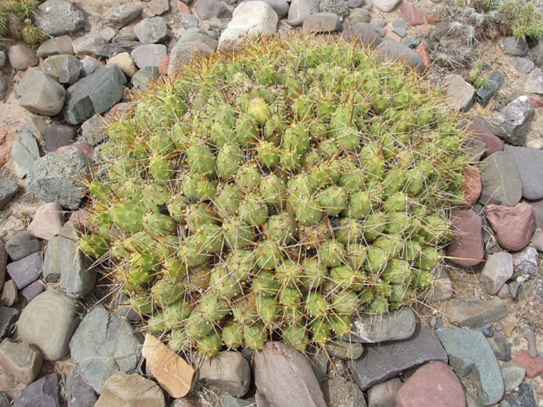 Cumulopuntia boliviana