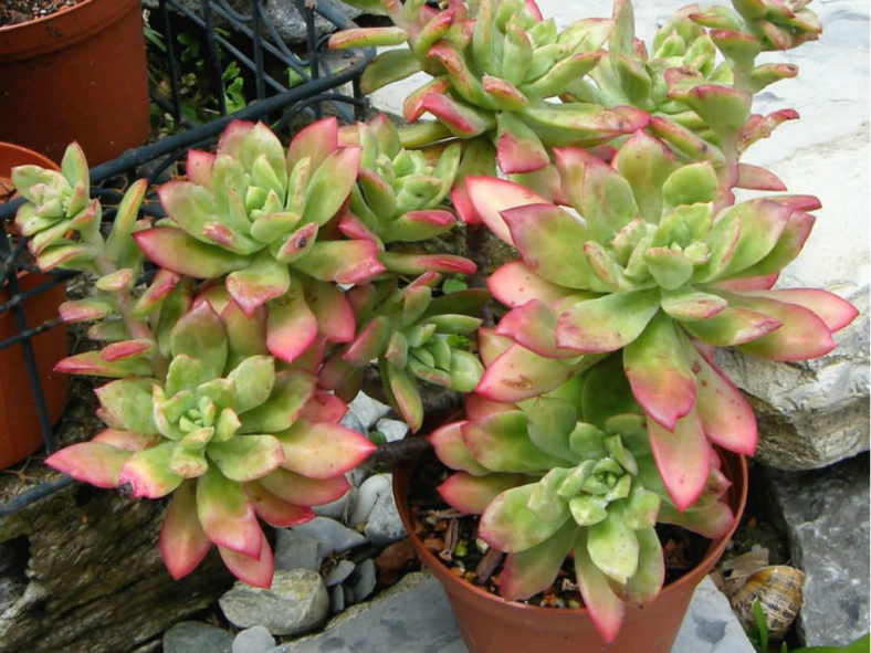 Echeveria 'Minibelle'